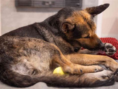 Home Remedies for Itchy Dog Paws | Lolahemp