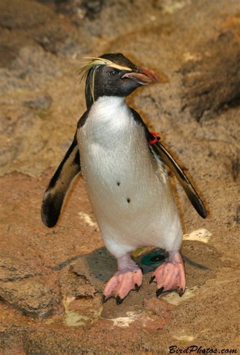 Penguins - Animals Birds Penguin Southern Rockhopper Penguin Rockhopper ...