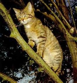 5 - Котки