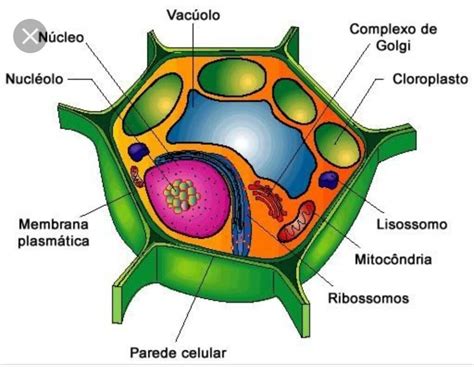 Imagens De Celulas Vegetais - 5