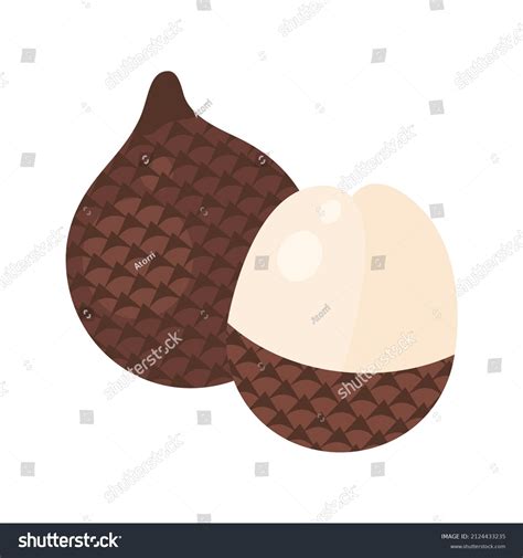 895 Salak vector Images, Stock Photos & Vectors | Shutterstock