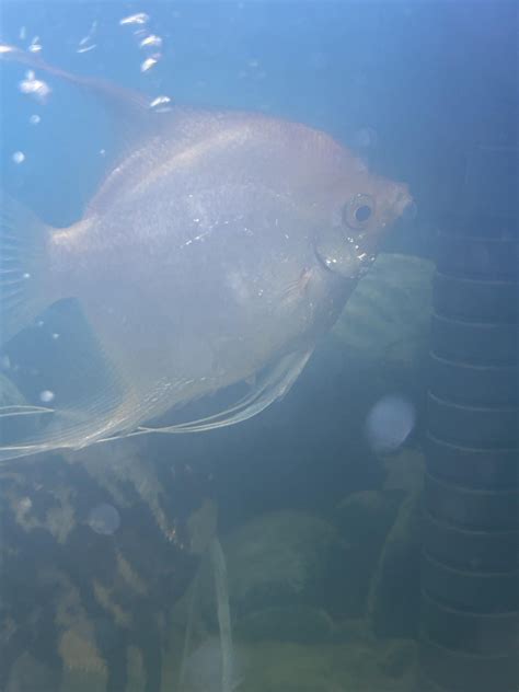 Angel Fish: Anything to do with these magnificent freshwater fish!