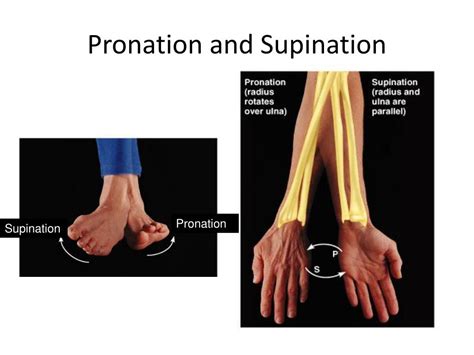 anatomy terminology powerpoint    id