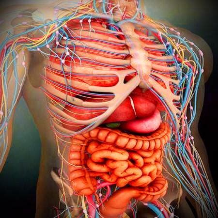 android atlas  human anatomy offline apk