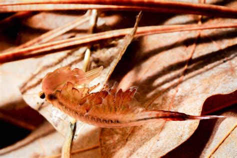 Tiny crustaceans in their transient ponds
