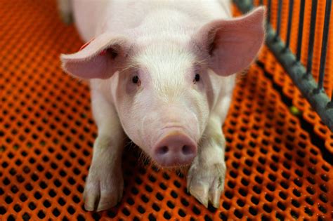 How genetically modified pigs could end the shortage of organs for ...