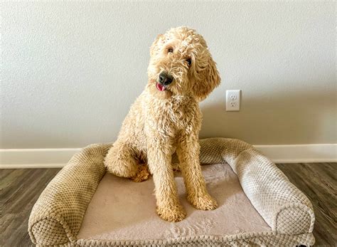 Our Proud Goldendoodle Parents In Dallas TX