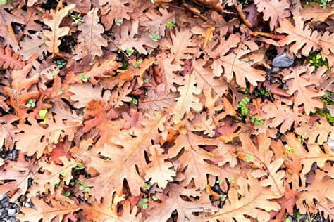 Autumn Background. Oak Leaf Close-up. Stock Photo - Image of forest ...