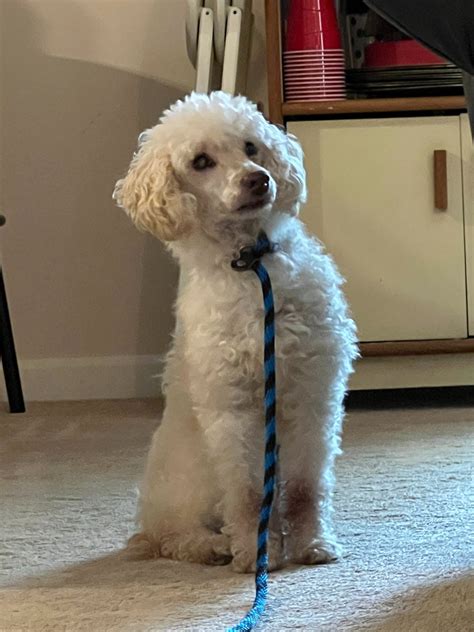 Services — Mid-Atlantic Poodle Rescue