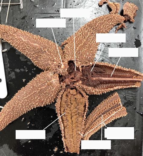 starfish anatomy diagram quizlet