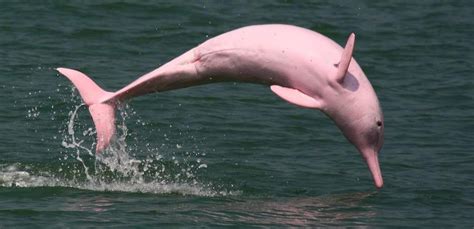 Super Rare Pink Dolphin Comes Out Of Hiding After 8 Years