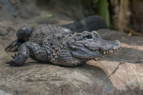 Eacort Aligator - Surveys Hyatt