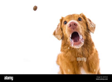 Nova scotia duck tolling retriever dog isolated on white background ...