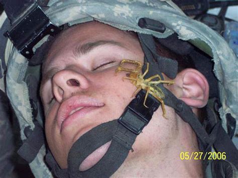 Iraqi Sand Spider