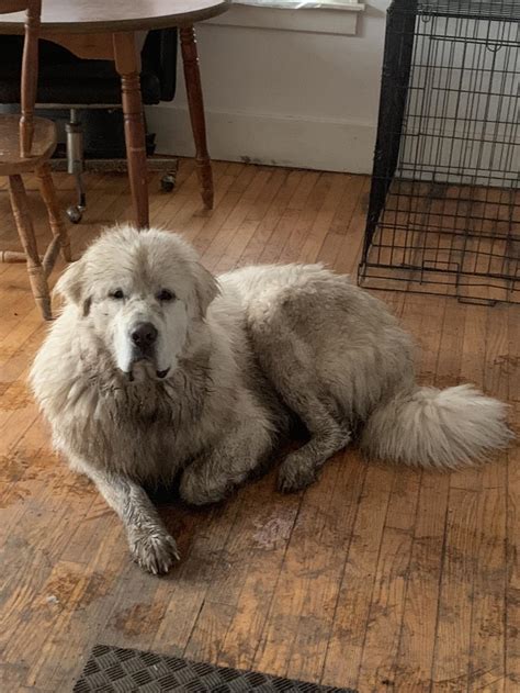 Toulouse loves being outside regardless of weather conditions… : r