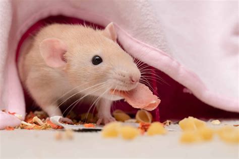 do rats eat asparagus 7