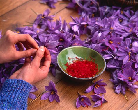 How to grow saffron: a step-by-step guide to grow saffron | Homes and