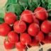Редис Престо: описание и характеристики сорта, особенности посадки и ...