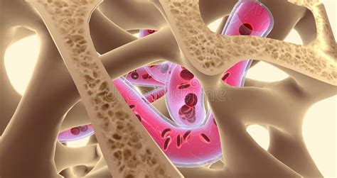 Spongy or Cancellous Bone Gets Its Name from Its Sponge-like Appearance ...