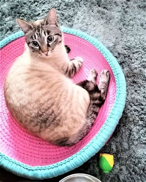 Лежанка для кота крючком из трикотажной пряжи занимательное занятие ...