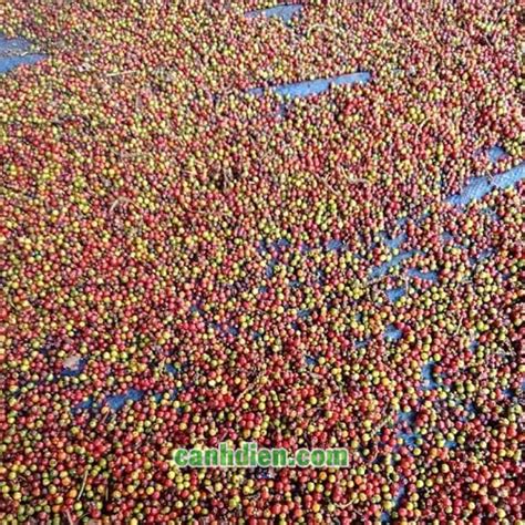 hat tieu  chat luong cao canh dien