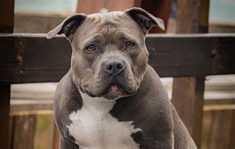 American XL Bully dogs added to banned list - Choice Vets