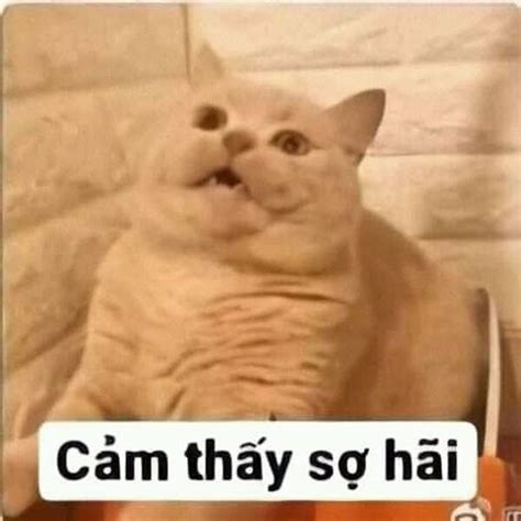 Tổng hợp meme sợ hãi hài hước nhất