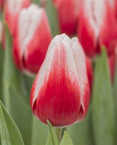 Timeless® - Tulip - Nevada