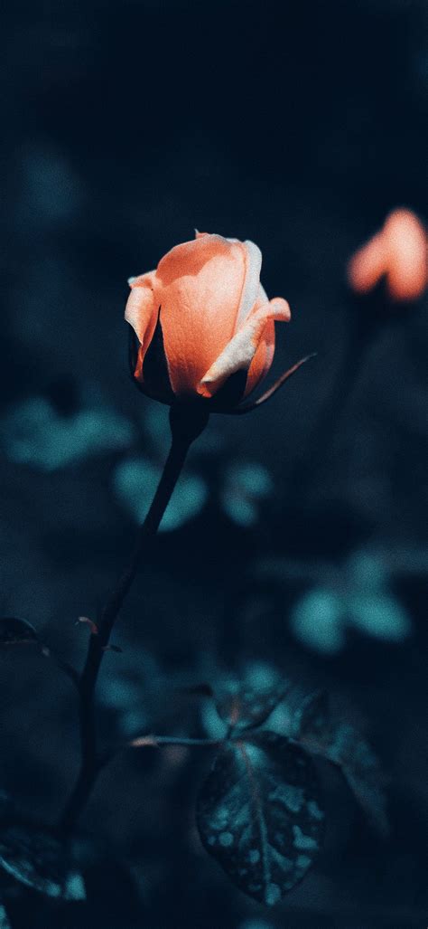 Rose Phone Wallpaper [1080x2340] - 05