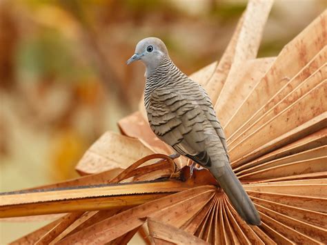 types  doves  hawaii  pictures  identification