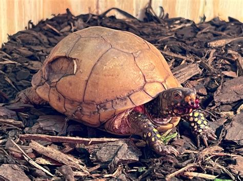 Herpetology: The Creeping Animals - Long Acres Ranch