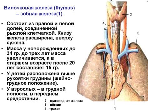 Эндокринные железы. Общая характеристика - online presentation