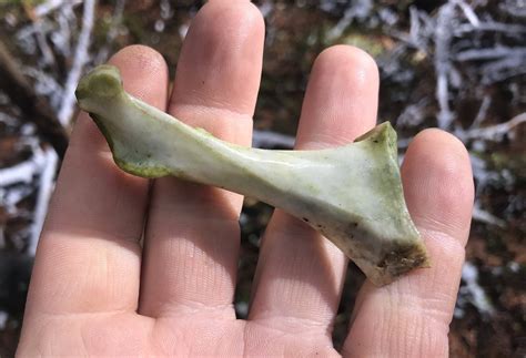 coracoid bones    land