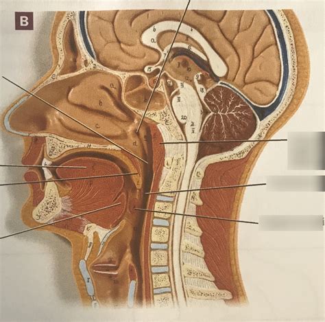 Anatomy of the Tonsils, Midsagittal Section (Part 2) Diagram | Quizlet