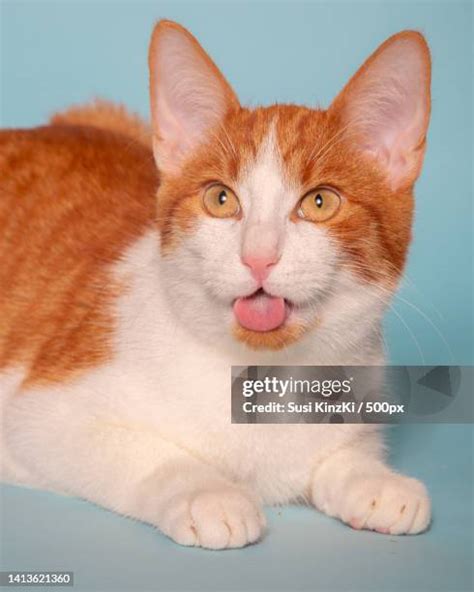 orange tabby cat   premium high res pictures getty images