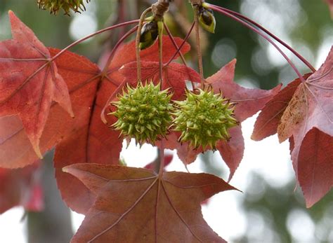 Liquidambar Styraciflua Sweetgum - Free photo on Pixabay - Pixabay