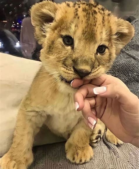 Pet lion cub – Artofit