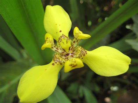 Tropical Rainforest Plants Orchids | lit438dld