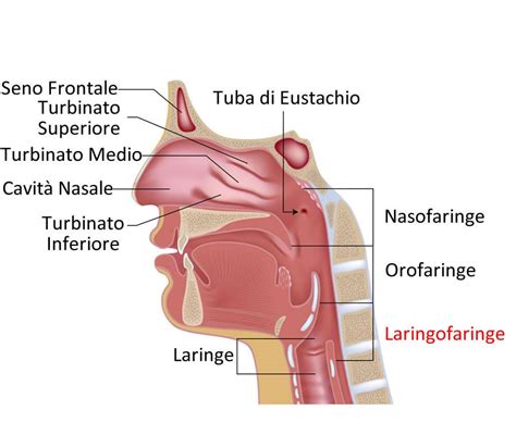 Anatomia Faringe E Laringe