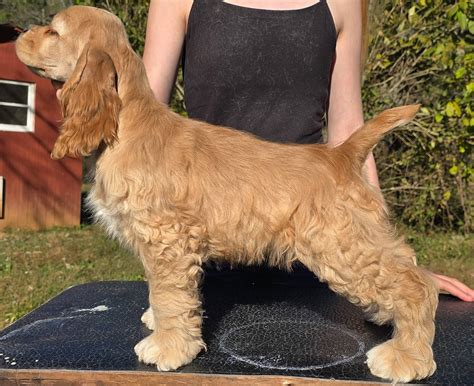 Top Notch Cocker Spaniels | Kingsport TN