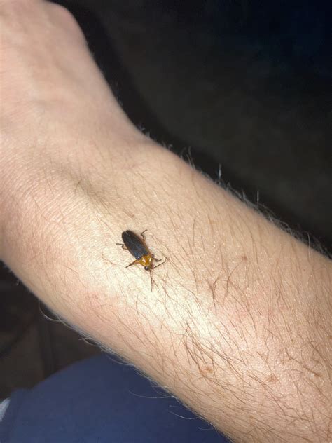 Sky Island Fireflies – Chihuahuan Desert Education Coalition