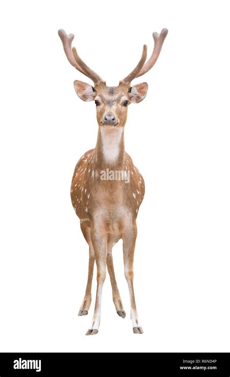 axis deer isolated stock photo alamy