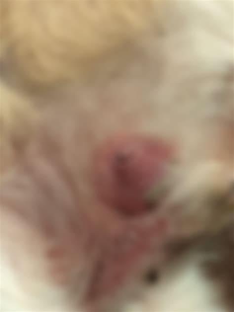 10 year old dog has sore on belly. Any idea what it could be? : r/vet