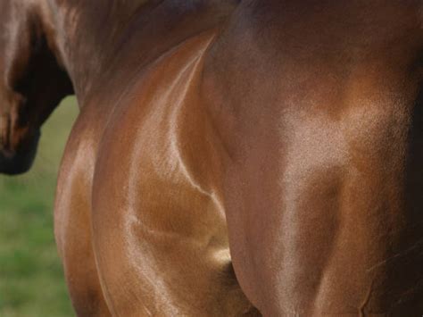 5,300+ Shiny Horse Photos Stock Photos, Pictures & Royalty-Free Images ...