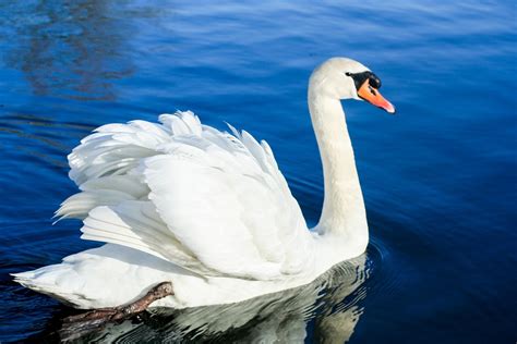 swan bird water  stock photo swans  serene water peaceful