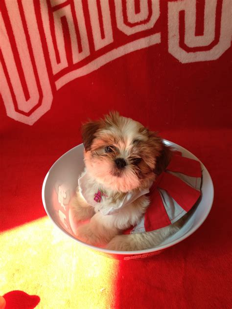 Adorable Shih Tzu Puppy in a Bowl