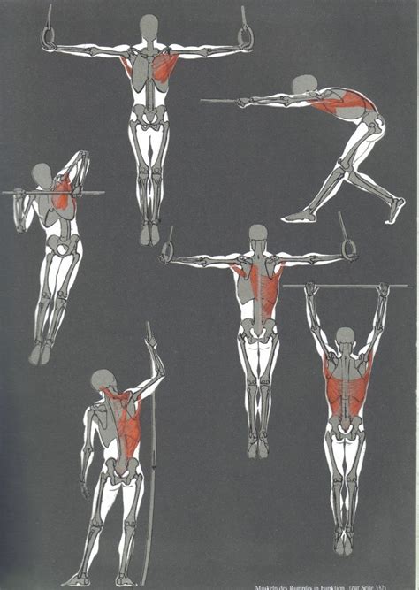 Bammes | Human anatomy drawing, Anatomy for artists, Human anatomy art
