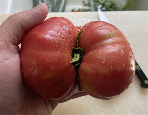 When you eat too much fiber : r/WeHaveSeenTheButthole