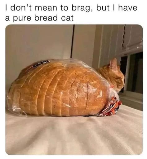 I don't mean to brag, but I have a pure bread cat. #Meme #Memes # ...