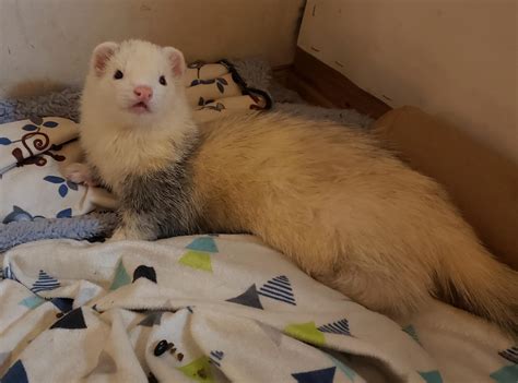 ferret with down syndrome 1